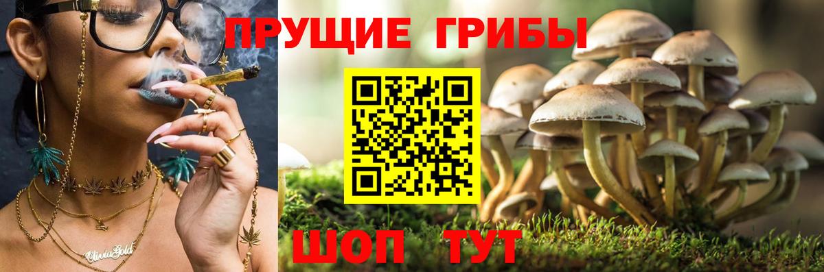 Торжок  Псилоцибиновые грибы Psilocybine cubensis  Вход с VPN 